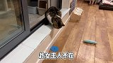 猫咪最强跑酷合集：飞檐走壁如履平地，一看都是老夜猫子了