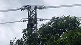 为掏鸟窝不惜"玩命" 男子爬上20米高高压电线杆被当场电死