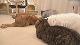 躺在地上玩耍的猫咪们，这可爱的小样子，好萌！