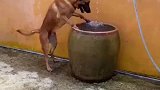 搜救犬的日常训练，果然没有随随便便的成功