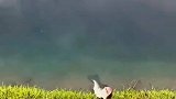 鲈鱼岸上搁浅，谁也没想到它竟是为了躲避捕食