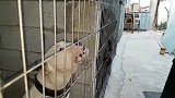 训狗师无护具挑衅笼中的护卫犬，恶狠狠的怒吼