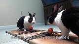 兔兔在家里发现一面镜子，似乎有些不敢相信妈呀，活见鬼啊！