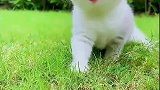 可爱的小猫咪