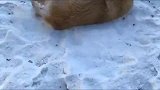 十三岁的金毛犬，在女主人面前还像小孩一样，下雪了玩的好开心