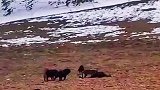 高原雪豹与藏獒争夺食物链