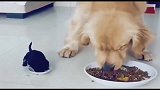 小狗和大狗吃狗粮，画面好有爱，四川网友：这狗子一看就是亲生的