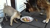 巴哥犬 你想过从德牧碗里抢吃的后果吗