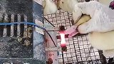 给鸭子炼嘴，涨见识了