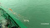 台风来临前去收网，大鱼往网里蹿还有大海星，可以去市场卖钱了