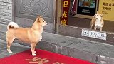 门里门外两只小狗还以为是面镜子
