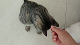 小姐姐喂狸花猫吃零食，猫咪撒娇卖萌要吃的样子太可爱了