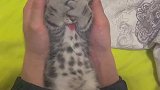 刚睡醒的小猫咪，还有点迷迷糊糊