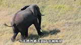 德爷这次危险了！野生河马闯入了营地，看他如何化险为夷？