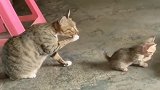 狸花猫妈妈带着小猫咪一起神同步洗脸，是亲生的