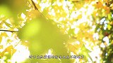 全球最贵木材1公斤上万元，不识货拿它当柴烧，你家有没有？