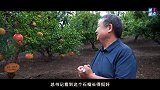 第1视点｜习近平考察枣庄石榴种植园