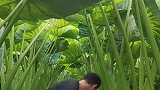 这几天温度太高，今天想了个办法，在田里整理一个午休室！