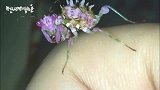 捉到非常漂亮的一个东西，这是未知生物吗