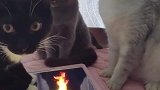 猫：科技发达了，我们都这样取暖！