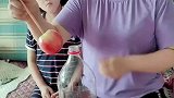 有谁看明白了这苹果到底是怎么塞进塑料瓶的吗