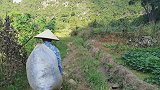 农村七旬老太根本闲不住，种完花生又种绿豆，她说绿豆很容易种的