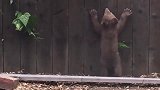 熊妈妈带孩子翻墙，谁知小熊差点把熊妈气死妈妈再爱我一次！