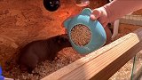 救助小刺猬第二天，还是没成功…
