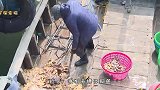 仅用四天时间，从人人喊打到供不应求！青岛入侵海星成“香饽饽”