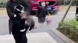 女儿抱狗接爸爸回家，狗却先钻进爸爸怀里