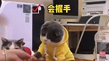 你们见过这么可爱的猫咪吗
