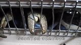 男子抓到一只大螃蟹，关在铁笼子里，结果第二天一看傻眼了！