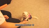 猫咪跟主人握手之后，主人就会给猫咪食物，主人的举动十分有爱