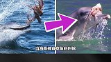 动物的神级技能，海豚捕食章鱼，竟然被章鱼反杀