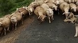 没有牧羊犬的羊群是没有灵魂的，在狗狗的带领下羊群井然有序！