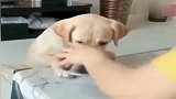 狗狗：没人性啊，连狗都骗