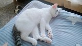 猫咪不是本猫不起床，是床黏上本猫啦