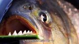 为何食人鱼如此凶猛？将它切开放大150倍，好像找到了真相