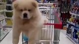 带狗子逛超市是一种嘛感觉
