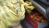 母亲摘140斤柿子塞后备箱 儿子：长多大在他们眼里都是孩子