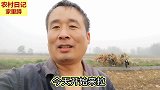 我们这边为什么好多人不种玉米，只因为这件麻烦事，可把人累坏了
