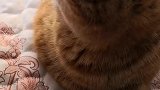 本大脸猫来啦