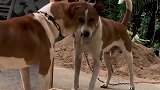 狗狗第一次照镜子，直接把自个吓够呛，狗差点上当