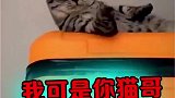 我可是你猫哥，这么高可危险啊