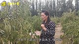 山东冬枣大丰收，农村媳妇带着全家来采摘，个儿大汁多甜又脆！