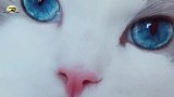 火爆网络的猫咪，颜值逆天眉清目秀，网友：居然喜欢上了一只猫！
