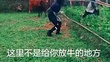 这里不是给你放牛的地方