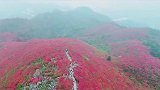 漫山开遍映山红,知道这是哪吗