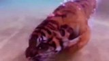 老虎的真实实力有多恐怖潜水和爬树速度和力量
