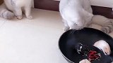 等不及的小老二！